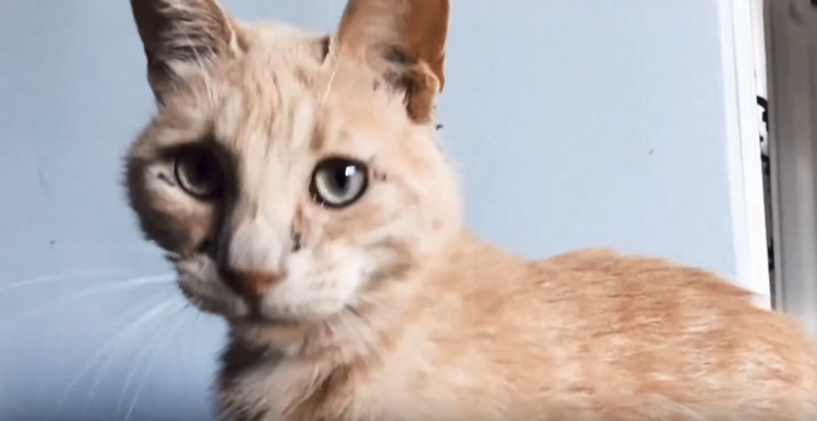 Γάτος στην Εκάλη