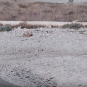 Πλιάτσικας και Foxmoor - Ο λογαριασμός