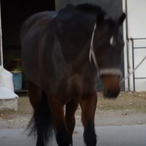 Πόπη Μαλλιωτάκη - Αν μ'αγαπάς