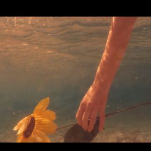 την άνοιξη θα φέρει